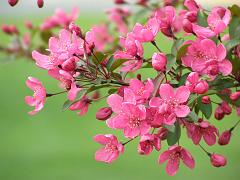 flowers09a (48)